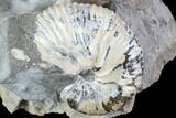 Hoploscaphites Ammonite and Baculites Association - South Dakota #86211-1
